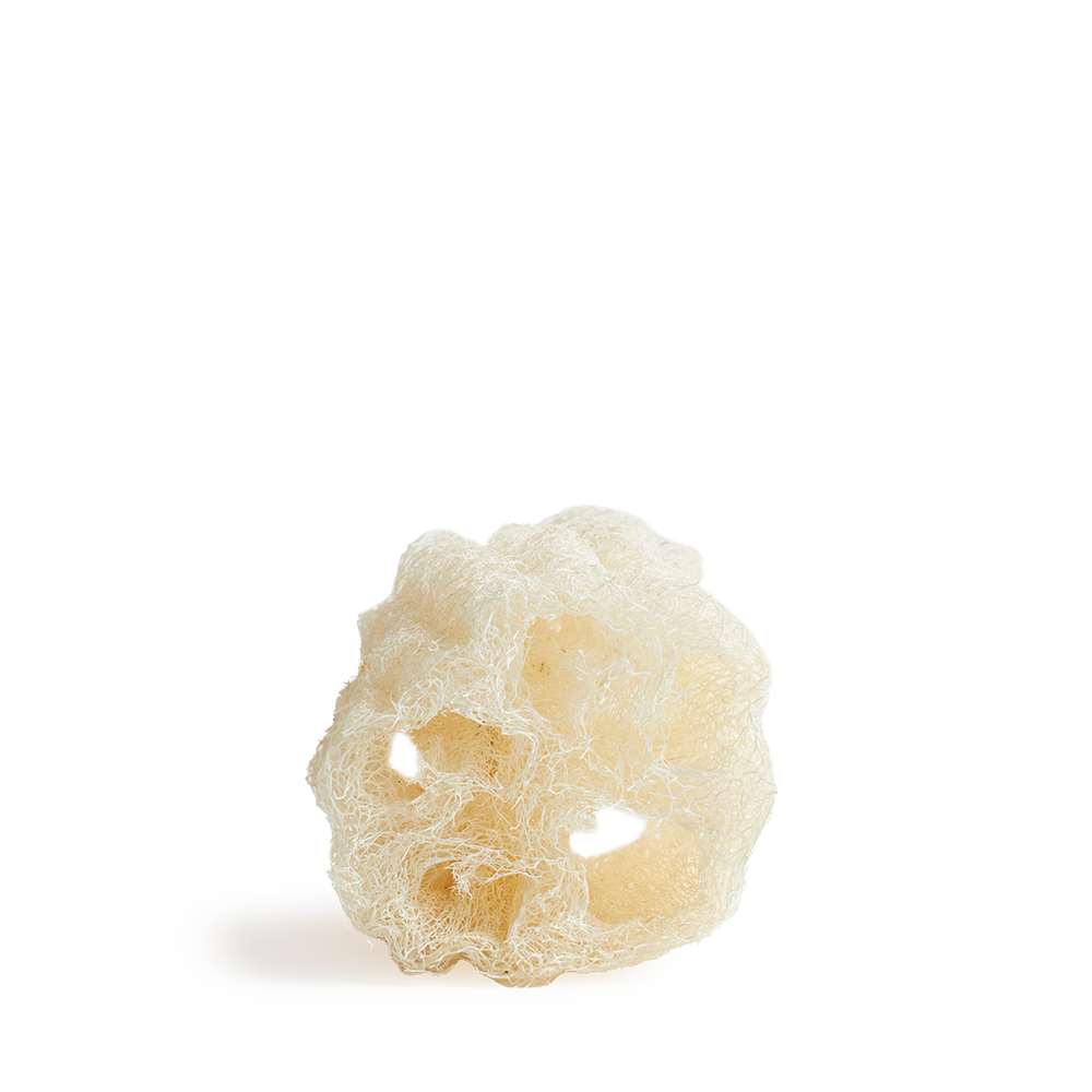 Cucurbita (Luffa) - Schwamm