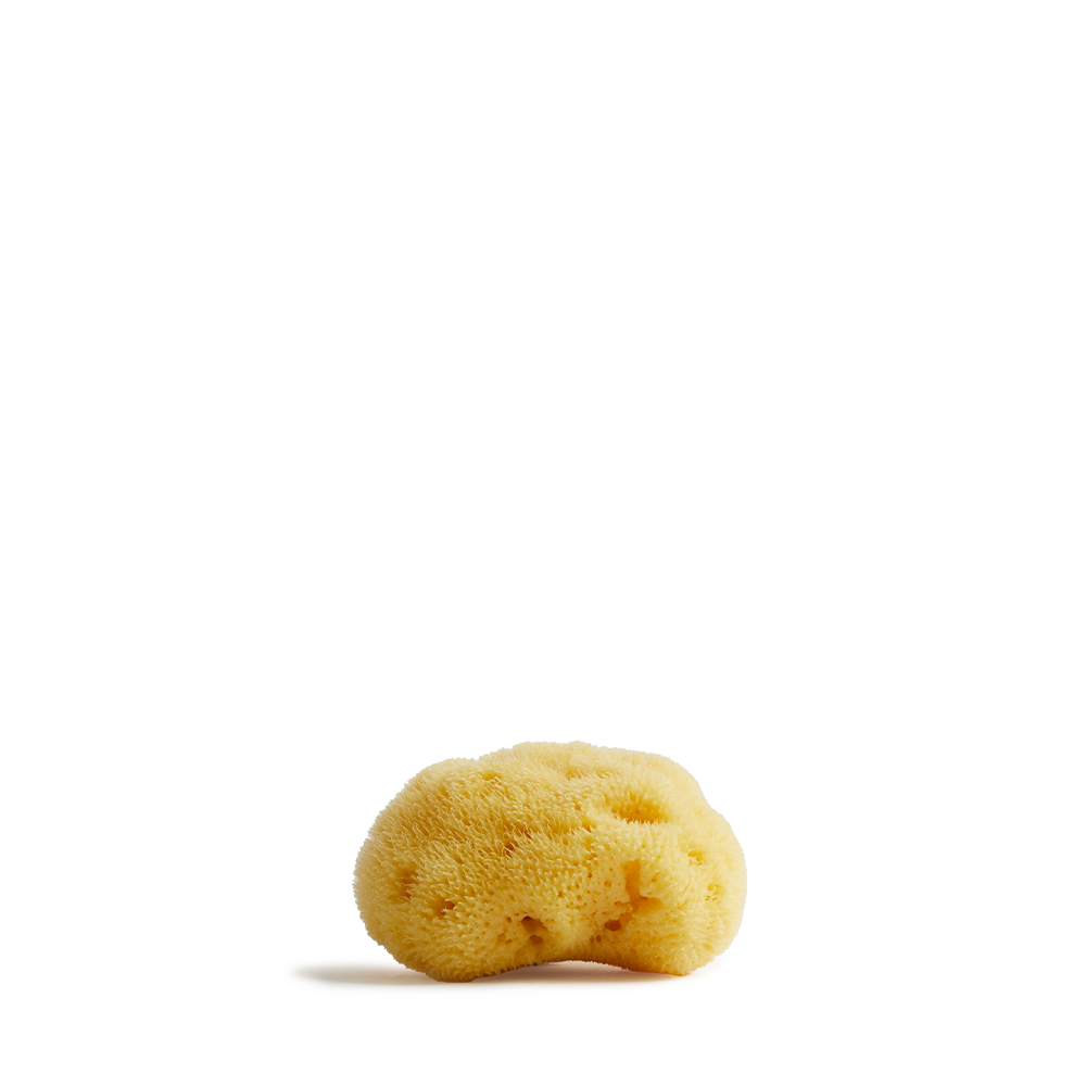 Meeresschwamm klein